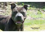 Dudley, American Pit Bull Terrier For Adoption In Shorewood, Illinois