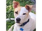 Rafa - Courtesy Post, Jack Russell Terrier For Adoption In Langley