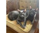 Adopt Mouse a Domestic Short Hair, Russian Blue