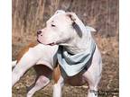 Queenie, American Pit Bull Terrier For Adoption In Shorewood, Illinois