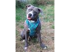 Callie, American Staffordshire Terrier For Adoption In Winston, Oregon