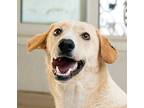 Boji (egypt) Yo Spec Needs, Labrador Retriever For Adoption In Langley
