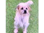 Kyle, Cairn Terrier For Adoption In Hondo, Texas