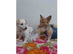 Blossom (local - Nanaimo) Kt/bn, Spitz (unknown Type, Medium) For Adoption In