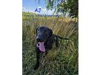 Aj, Labrador Retriever For Adoption In Jerome, Idaho