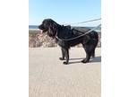 Dash (turkey) Kt, Flat-coated Retriever For Adoption In Langley