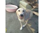 Creamy (mid-east) Kp/kt - Mar. 9 Flight If Home, Labrador Retriever For Adoption