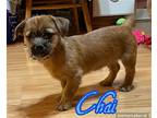 Chai, Terrier (unknown Type, Medium) For Adoption In Plainfield, Illinois