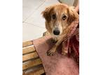 Peline (mid-east) Yo, Spec Needs, Golden Retriever For Adoption In Langley