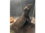 Maleficent , Lizard For Adoption In Eau Claire, Wisconsin