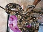 Skoll, Snake For Adoption In Uwchlan, Pennsylvania