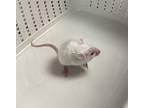 Topaz, Mouse For Adoption In Victoria, British Columbia