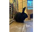 Andromeda, Dwarf For Adoption In Maple Ridge, British Columbia