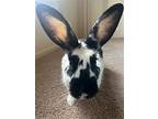 Lola Rabbit, Checkered Giant For Adoption In Rockaway, New Jersey