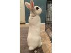 Jupiter Rabbit, Dwarf Hotot For Adoption In Rockaway, New Jersey