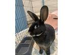 Butter Rabbit, Silver Marten For Adoption In Rockaway, New Jersey
