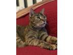 Orchid, Domestic Shorthair For Adoption In Justin, Texas