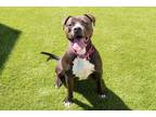 Adopt STORMIE a Pit Bull Terrier