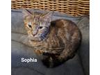 Sophia, Domestic Shorthair For Adoption In Tucson, Arizona
