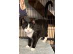 Jerry, Domestic Shorthair For Adoption In Millersville, Maryland