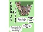 Bubbles & Sponge, Bengal For Adoption In San Diego, California