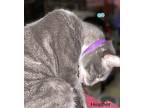 Heather, Domestic Shorthair For Adoption In Buchanan, Tennessee