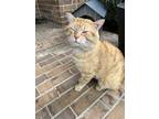 Marmalade, Domestic Shorthair For Adoption In Justin, Texas