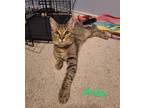 Philip, Domestic Shorthair For Adoption In Justin, Texas