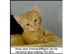 Sweet Tart, Domestic Shorthair For Adoption In Oak Ridge, Tennessee