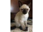 Daisy, Florence, Ren, Siamese For Adoption In San Diego, California