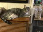 Mickey, Domestic Shorthair For Adoption In Millersville, Maryland