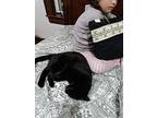 Coal ***courtesy Post***, American Shorthair For Adoption In Seven Valleys