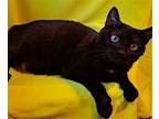 Puma, Domestic Shorthair For Adoption In Fairlawn, Ohio