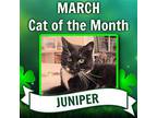 Juniper, Domestic Shorthair For Adoption In Rockaway, New Jersey