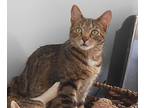 Micheal Jackson-love Prince, Domestic Shorthair For Adoption In New York