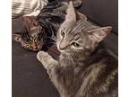 Cassy Mama & Her Baby Teagan, Bengal For Adoption In San Diego, California