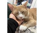 Mew - Magical Soul, Domestic Shorthair For Adoption In New York, New York