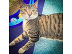 Gumby, Tabby For Adoption In Sherman, Texas