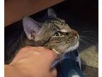 Beautiful Trudy, Domestic Shorthair For Adoption In New York, New York