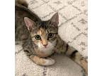Olivia- Princess Of Hearts, Domestic Shorthair For Adoption In New York