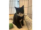 Mama's Baby Kitten, Domestic Shorthair For Adoption In Rockaway, New Jersey