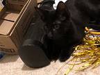 Mae Mae's Dimitra Kitten, Domestic Shorthair For Adoption In Rockaway