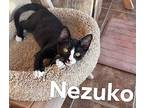 Puffy And Nezuko, Domestic Mediumhair For Adoption In San Diego, California