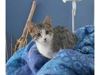 Niccola &paola, Domestic Shorthair For Adoption In New York, New York