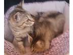 Bon Bon & Cookie-adopted!!, Maine Coon For Adoption In San Diego, California