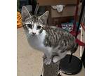 Fufu, Domestic Shorthair For Adoption In Richmond, Virginia