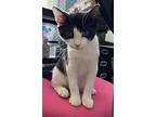 Pepe, Domestic Shorthair For Adoption In Richmond, Virginia