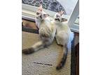 Monty & Zuma -male & Female, Siamese For Adoption In San Diego, California