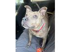 Shay, American Staffordshire Terrier For Adoption In Antelope, California
