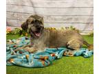 Zorro, Schnauzer (standard) For Adoption In Justin, Texas